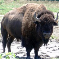 Бизон (Bison)