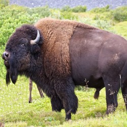 Бизон (Bison)